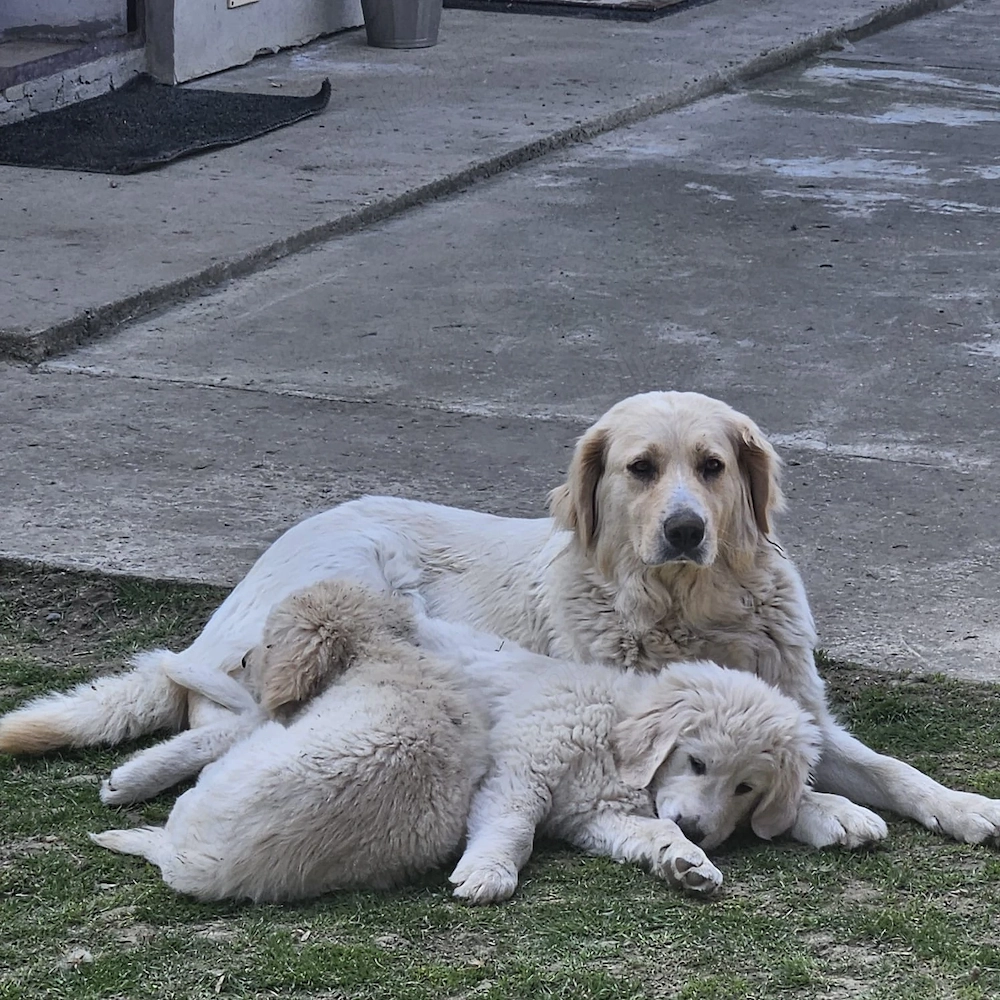 Donez cățelușă Golden Retriever