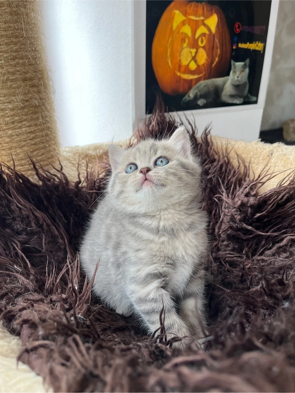 british shorthair tabby