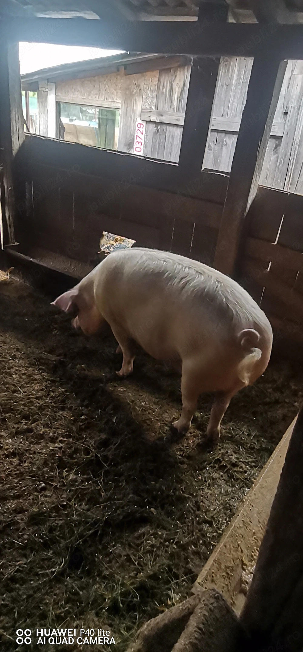 Porci de vânzare 