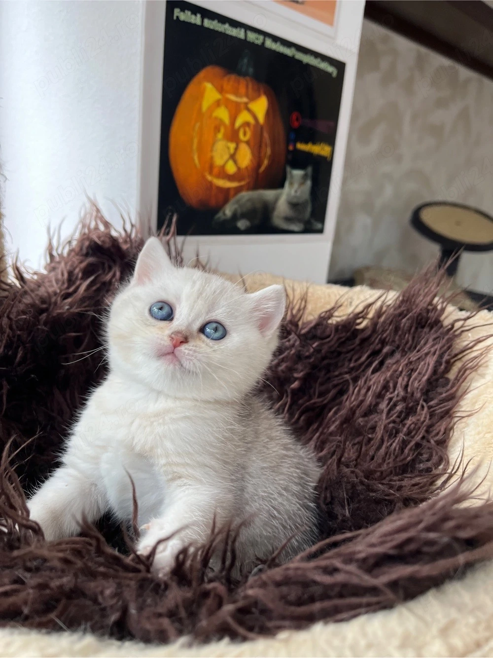 British shorthair tabby shadedpoint