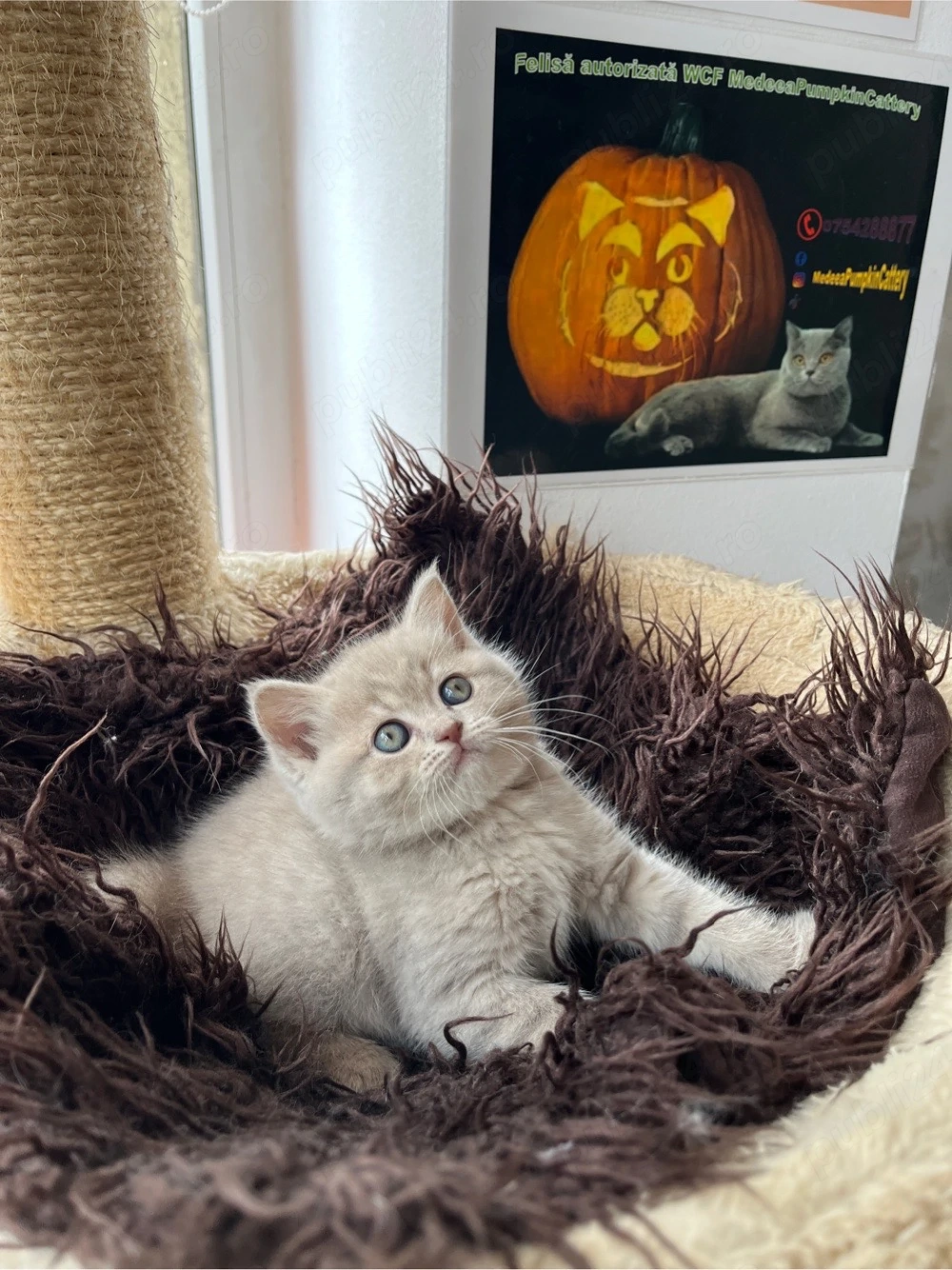 british shorthair fetita