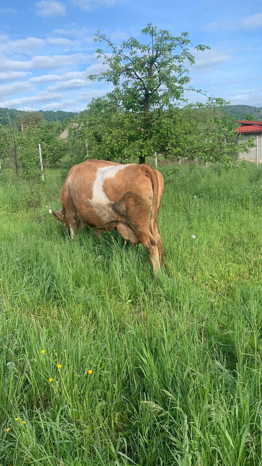 Vand vaca. Detalii la telefon
