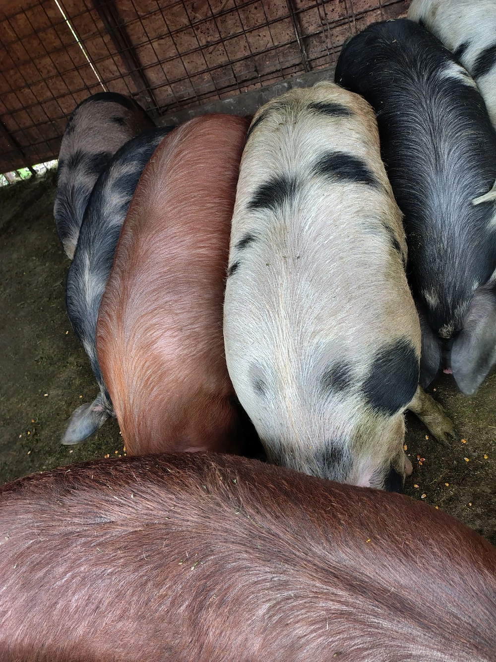 Vand porci 