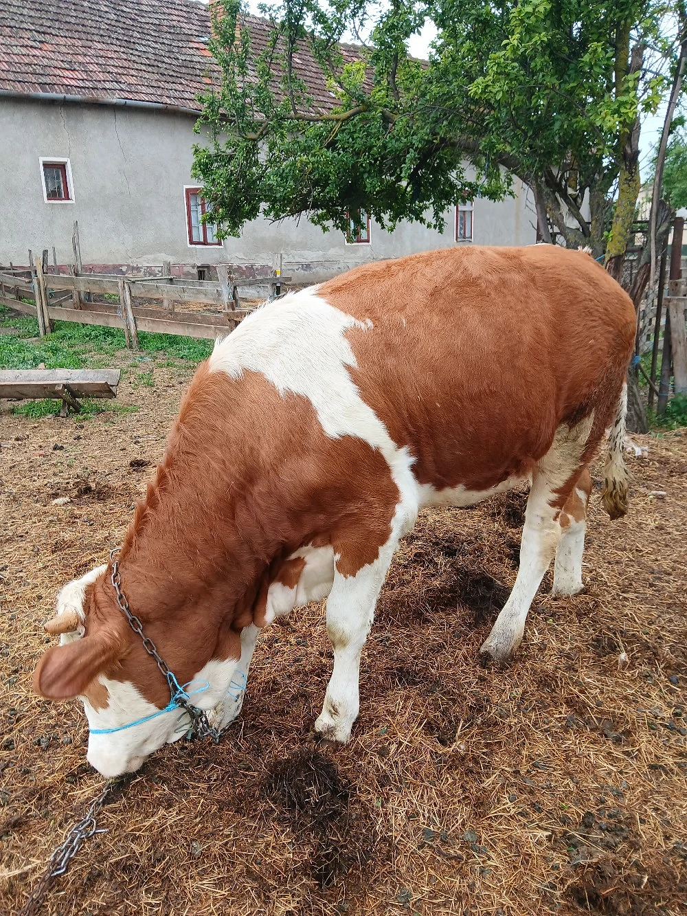 vand vitica din rasa buna de lapte