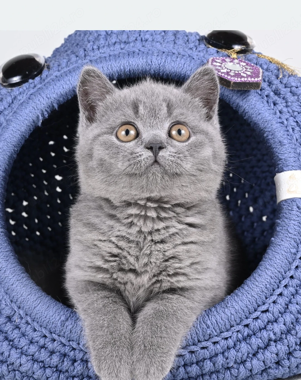 British Shorthair Blue fată si băiat 