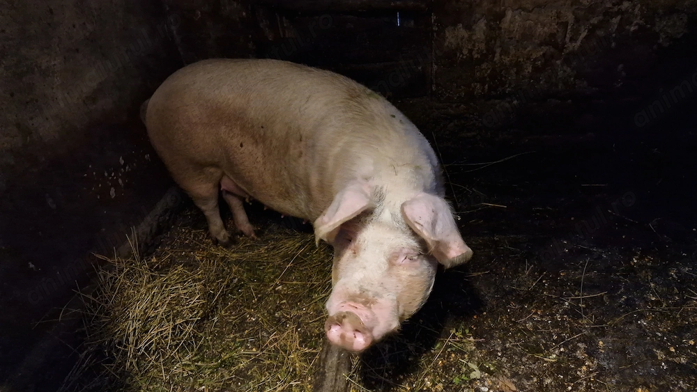 Vanzare porc 10 lei