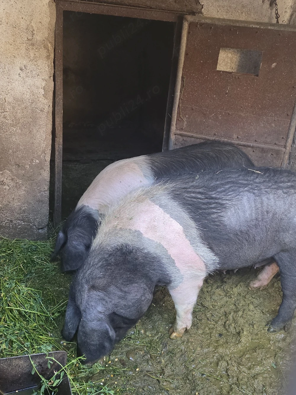 Exemplare deosebite BAZNA, hrănite 100 % BIO