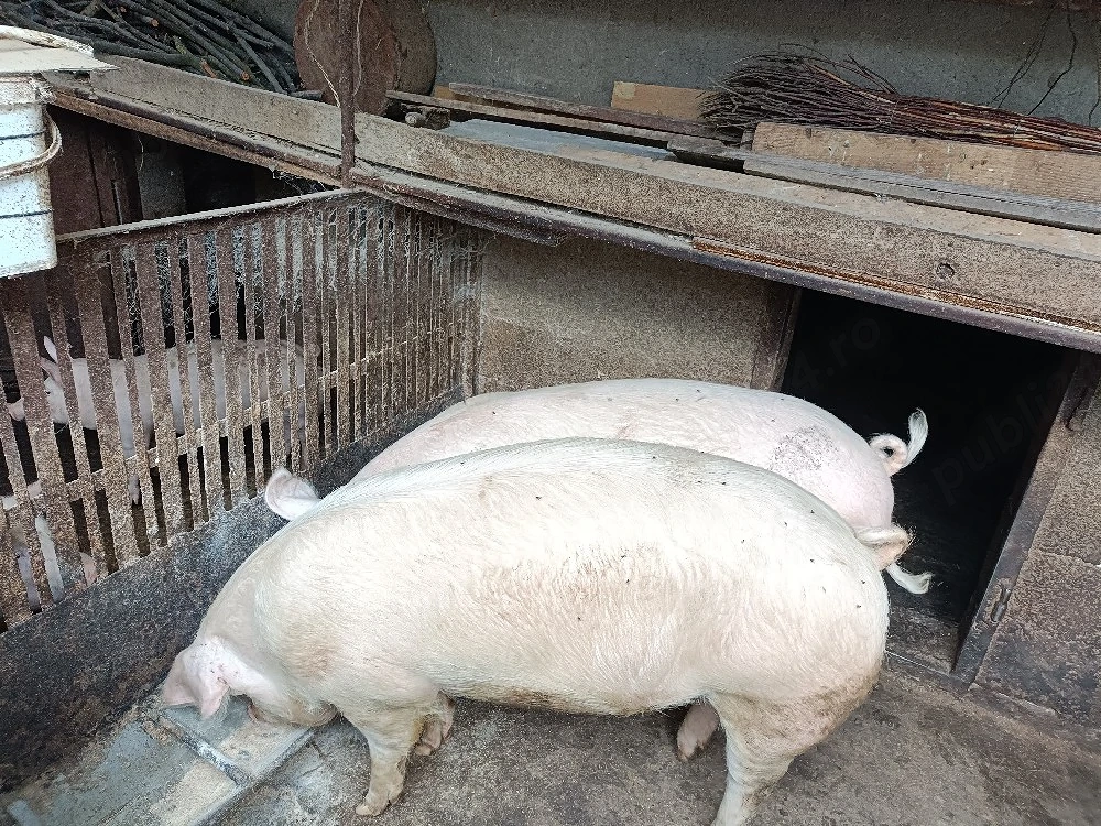 Vand 2 porci