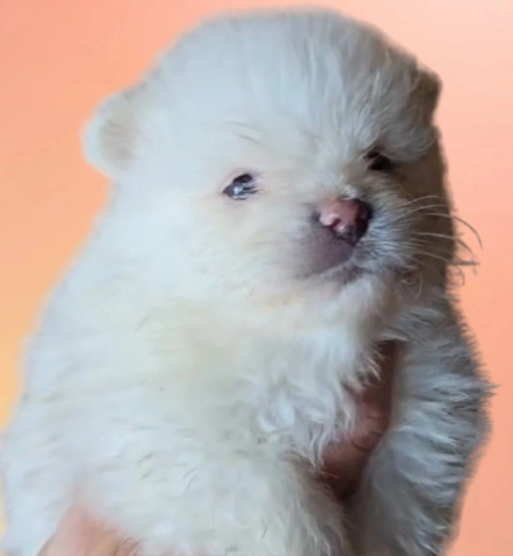 Pomeranian mini 