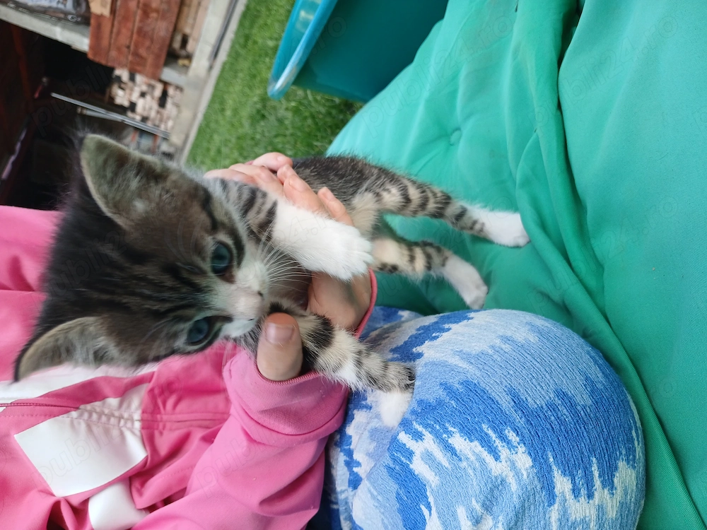 Ofer spre adoptie pui de pisica 