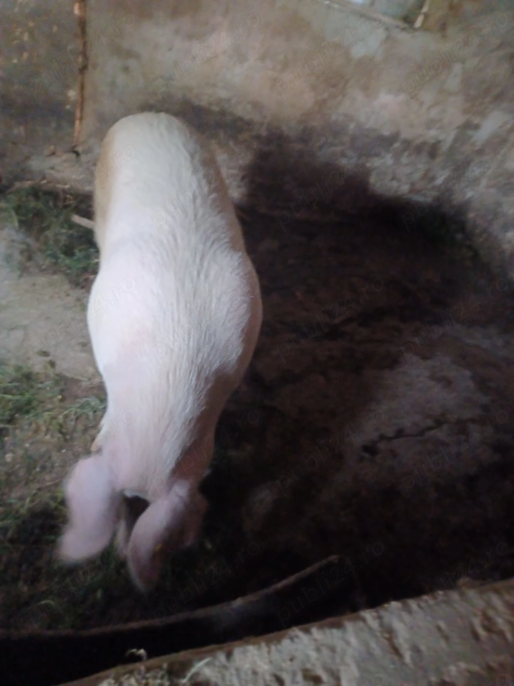 Vând porc marele alb