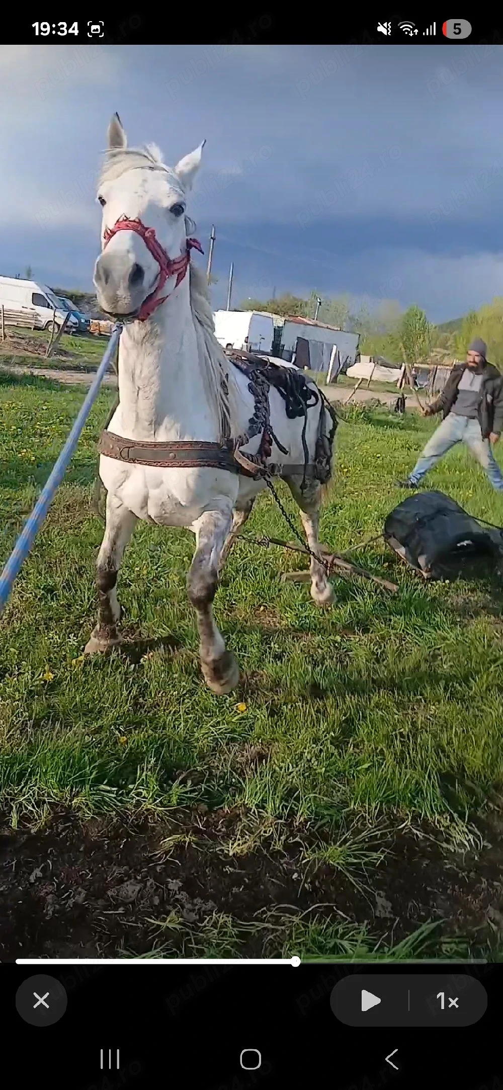 vând iapă 5 ani
