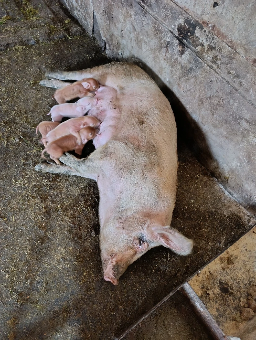 scroafe duroc cu purcei