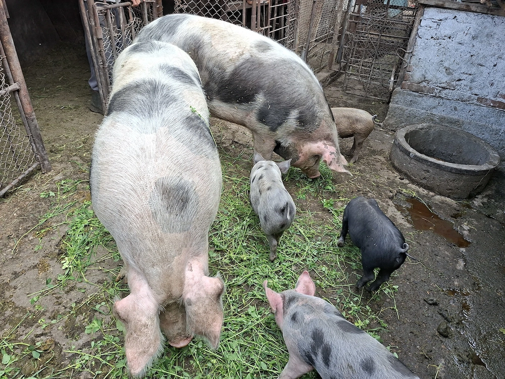 Vand 2 porci de 250kg