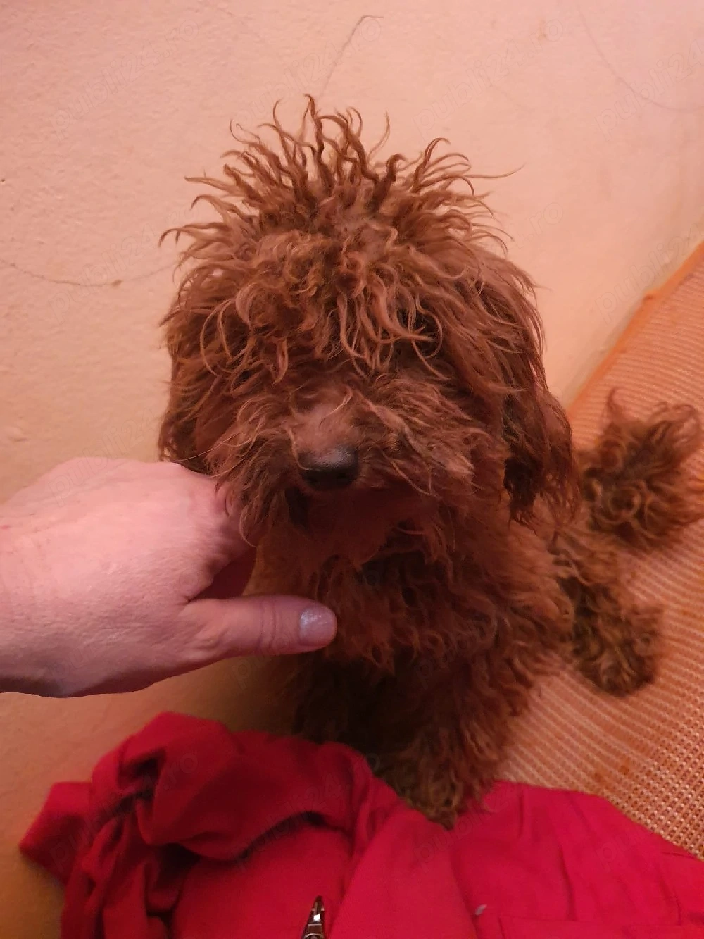 Pudel ( caniche)