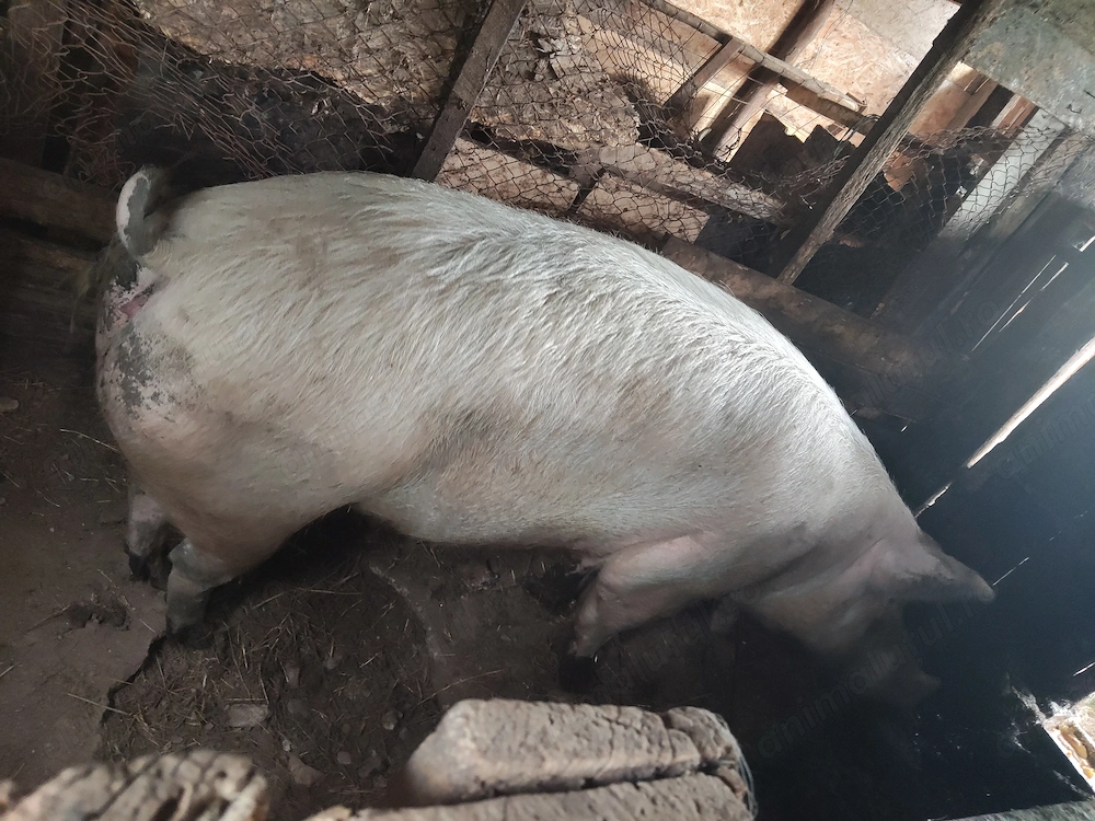 Vând porc 250 kg Vișina Dâmbovița 