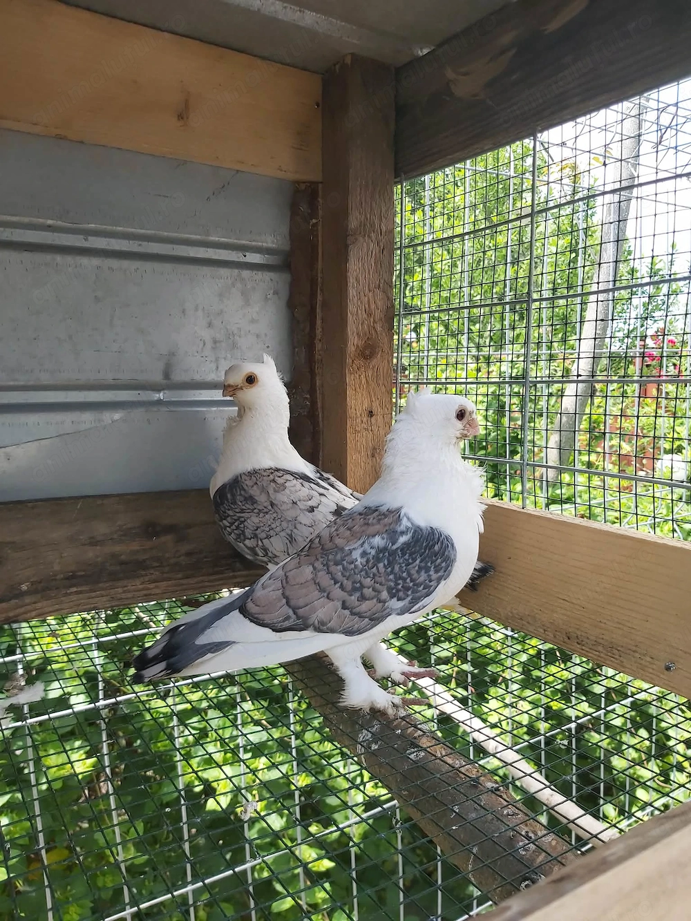 Porumbei de vanzare