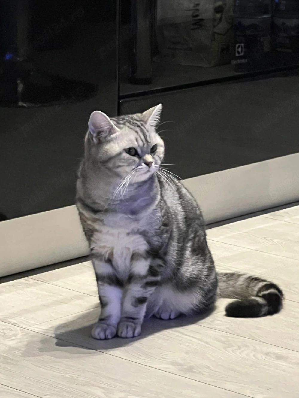 British Short hair Silver Taby 