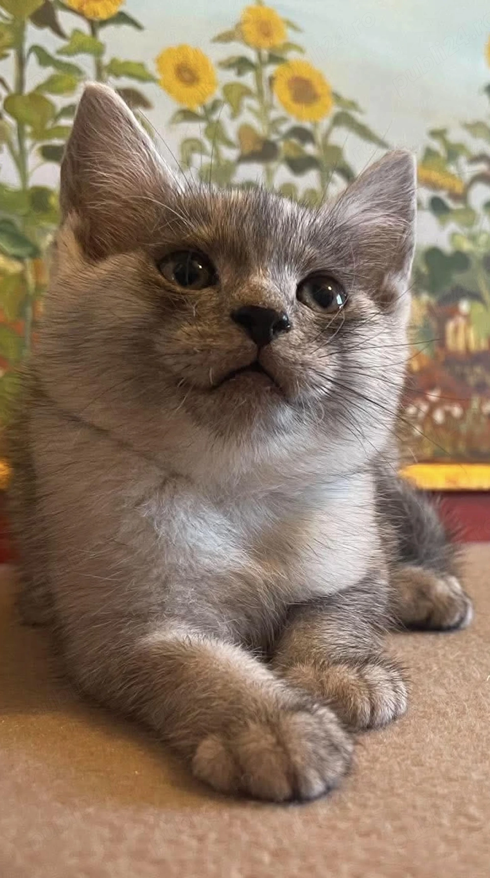 British shorthair