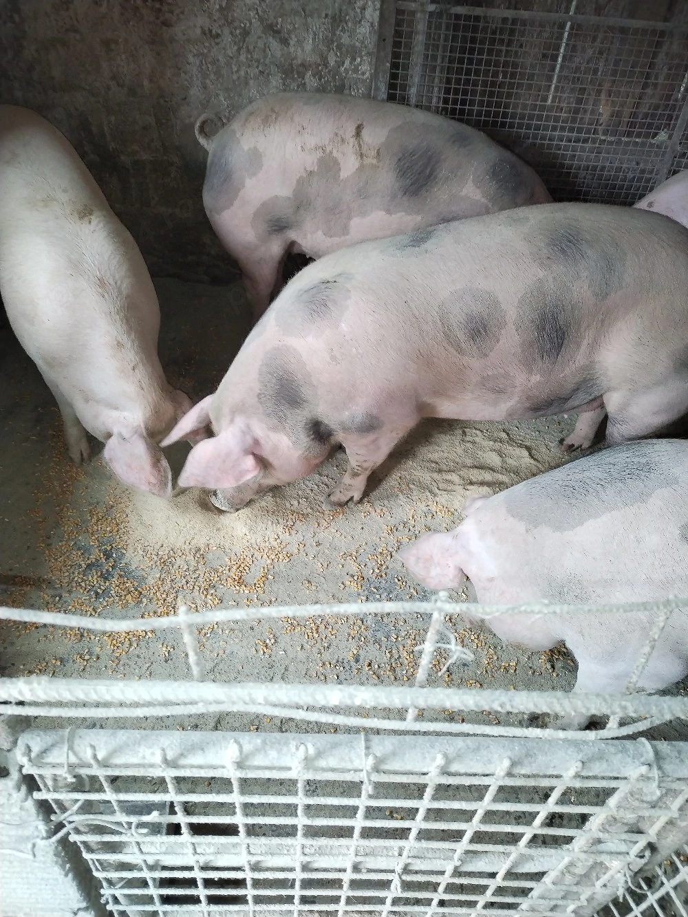 Vind porci