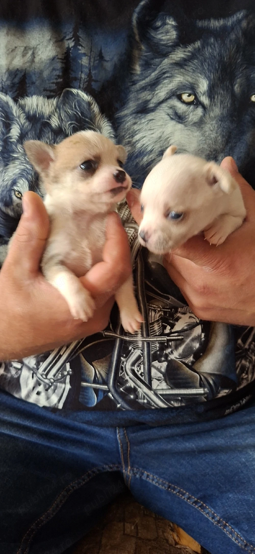 chihuahua baietei