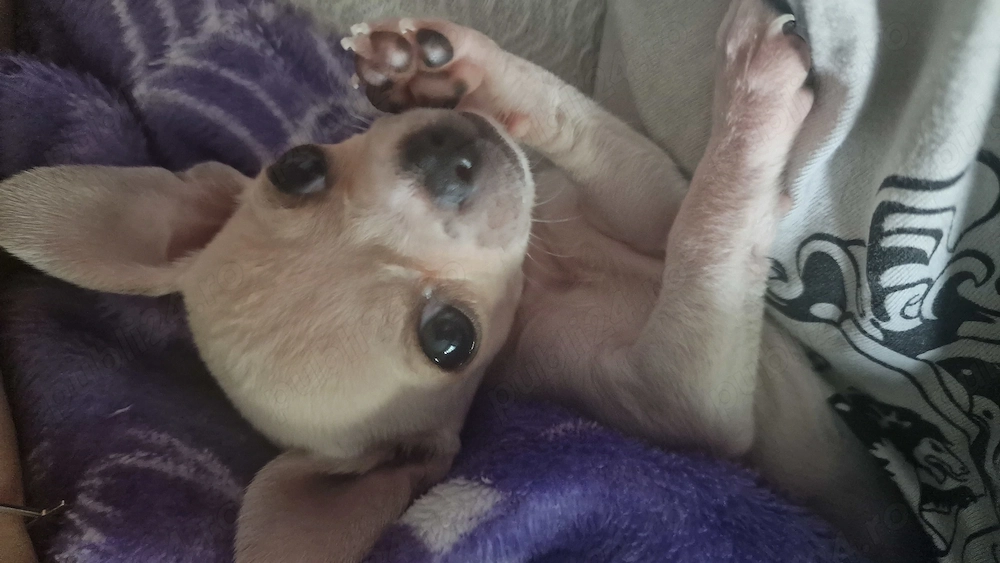 Chihuahua Mini Toy cu acte