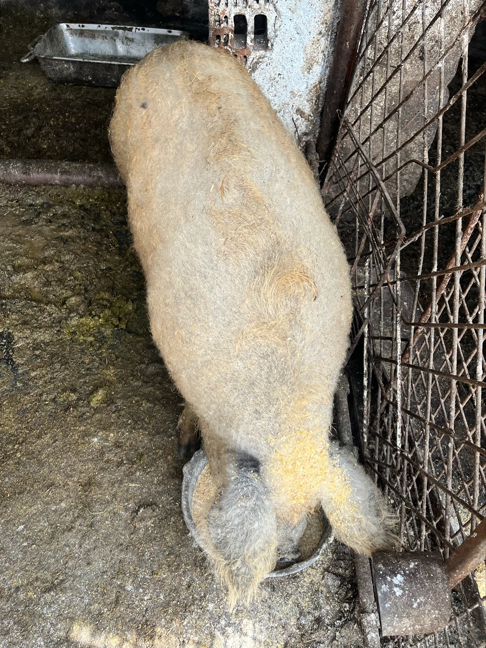 scroafa mangalita