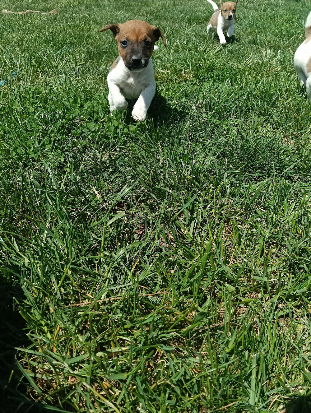 Căței din rasa Jack Russel 
