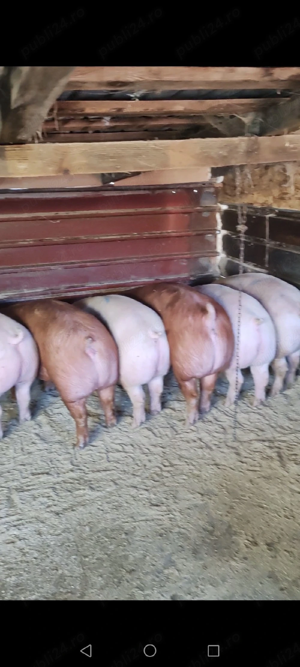 Vand porci diferite greutati 