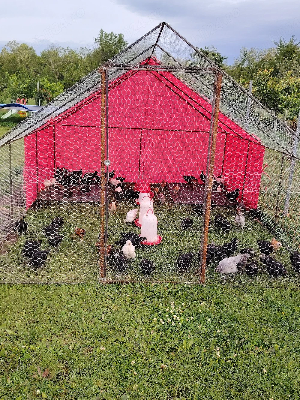 !!! Pui din Rasa Australorp Negru!!! 