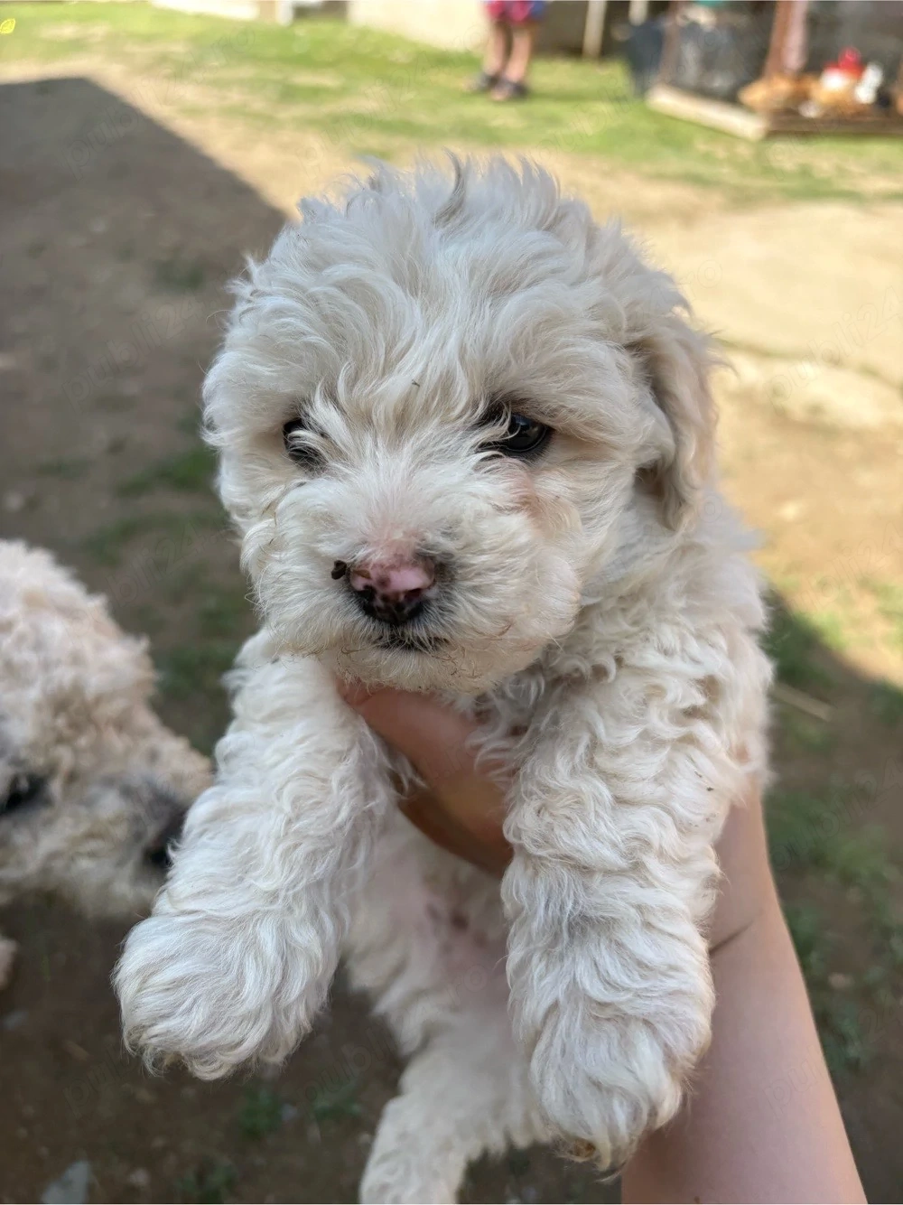 3 căței Bichon Frisé