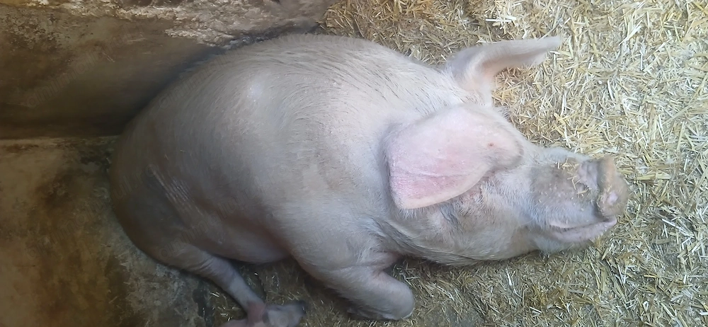 Scroafa cu greutatea peste 300 kg, hranita cu cereale boabe si urluiala. hranita bio. Culoare alba..