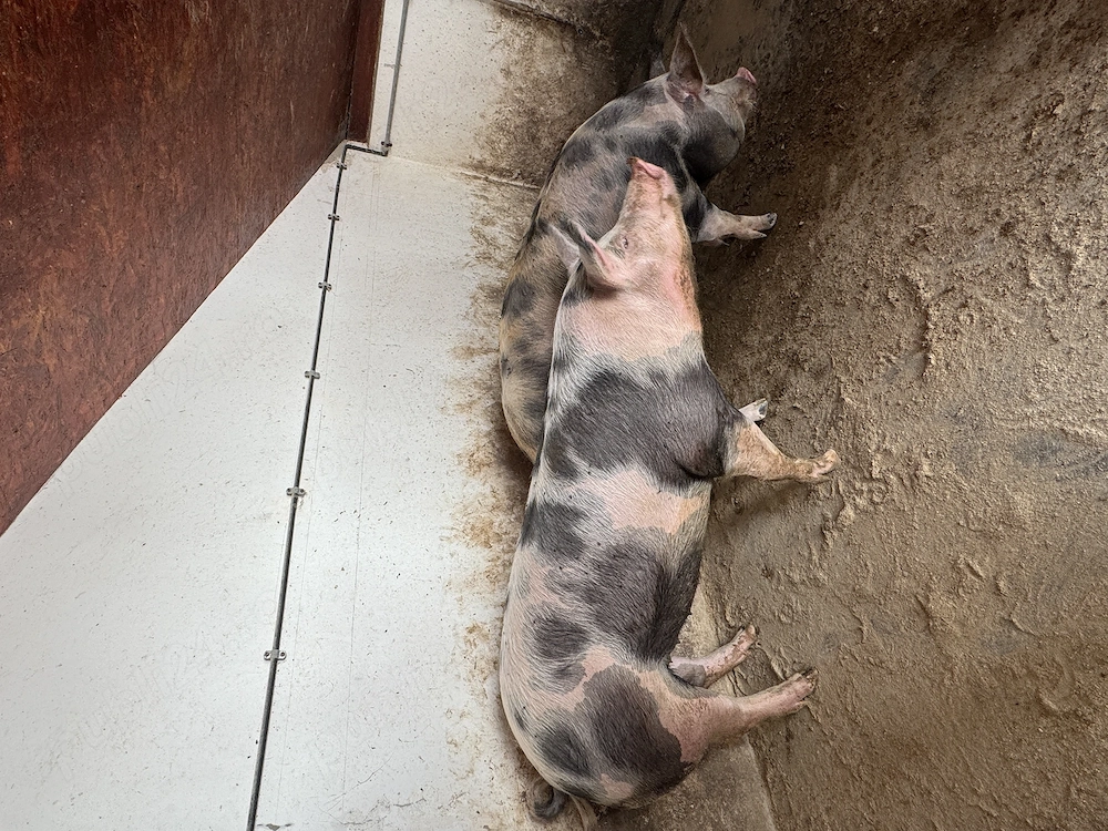 Vand porc rasa de carne!