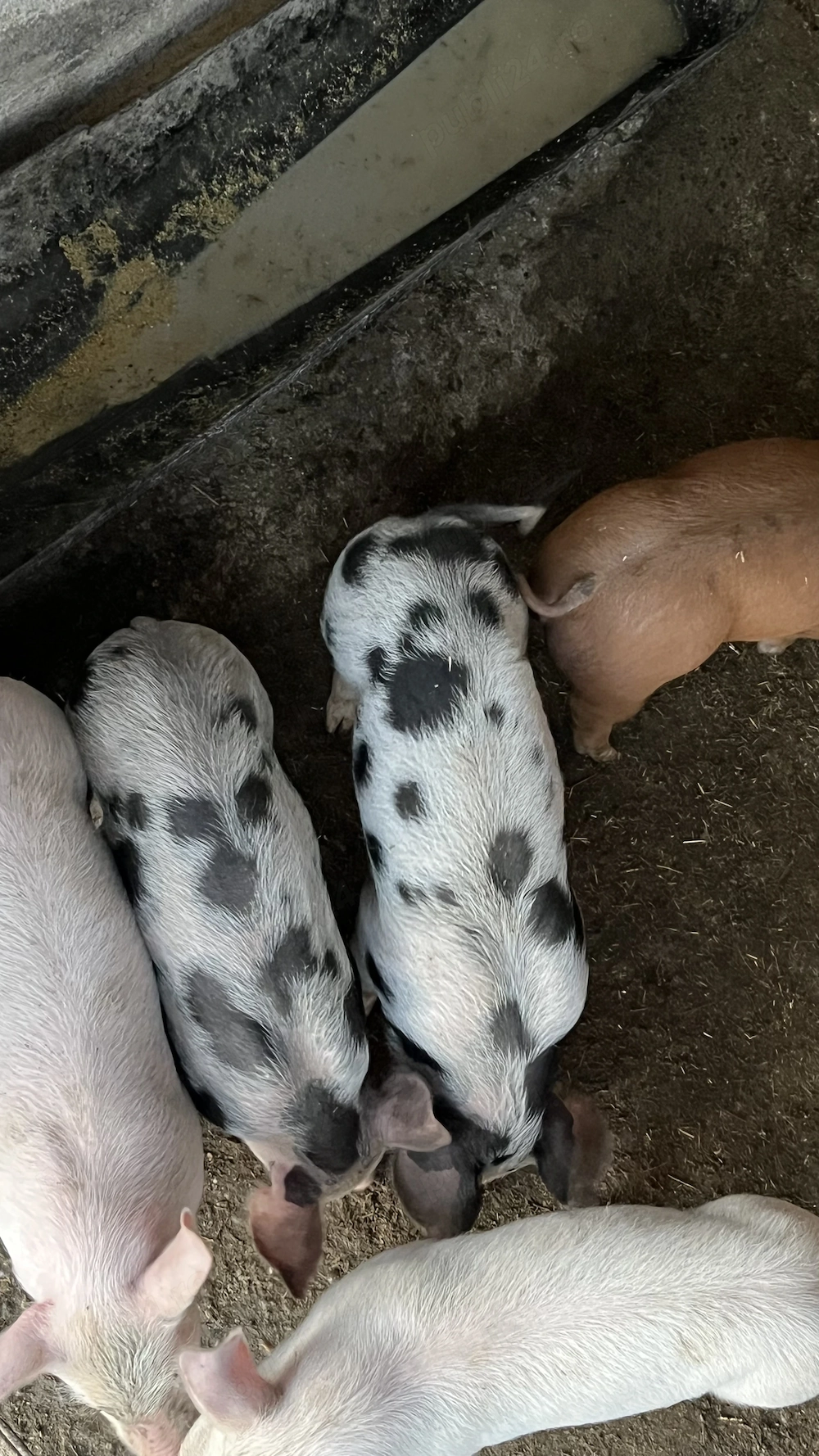 Vând 15 purcei de 7 săptămâni Duroc cu Landrace