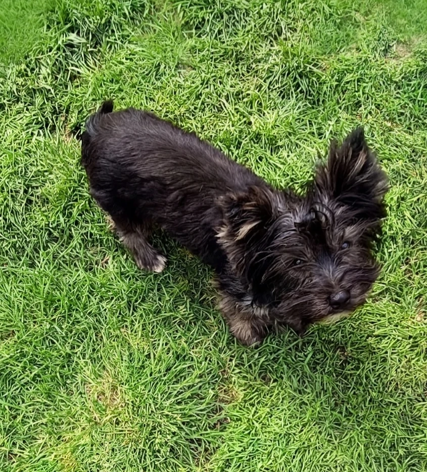 Yorkshire terrier  Urgent rasă pură culoare rdeosebita 7  luni culoare negru 
