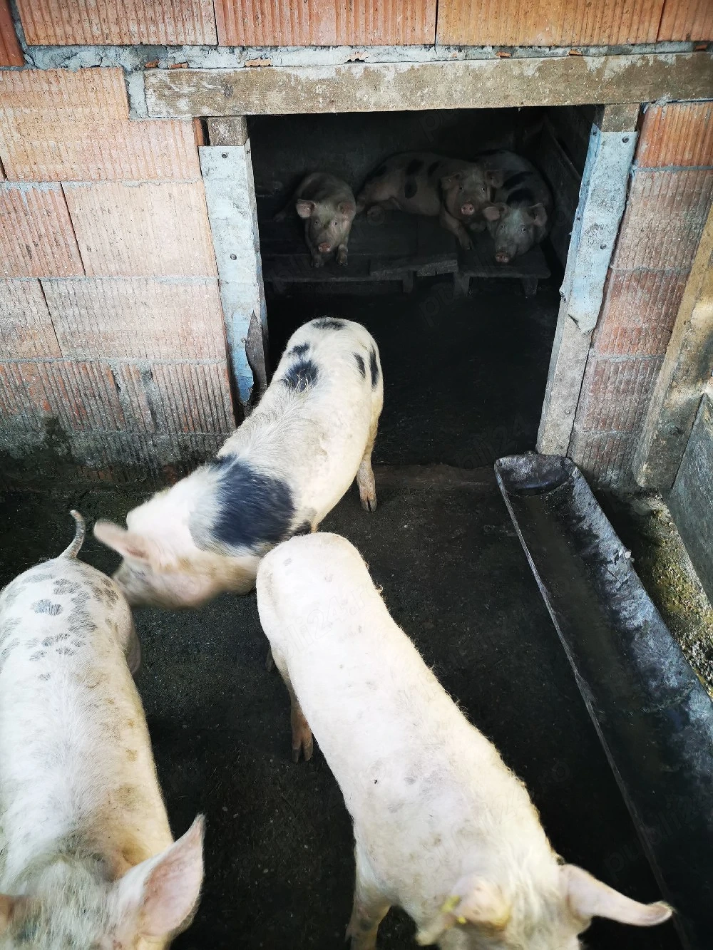 porci de vanzare rasa landras cu marele alb porci au in jur de 80 90 kg crescuti bio 
