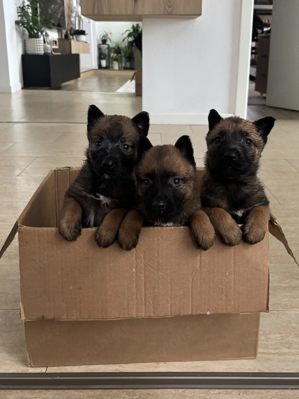 Pui ciobanesc belgian malinois