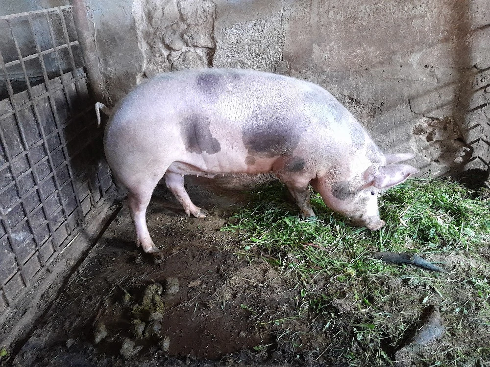 srofică pietran pt reproducție,sau îngrășat 110kg