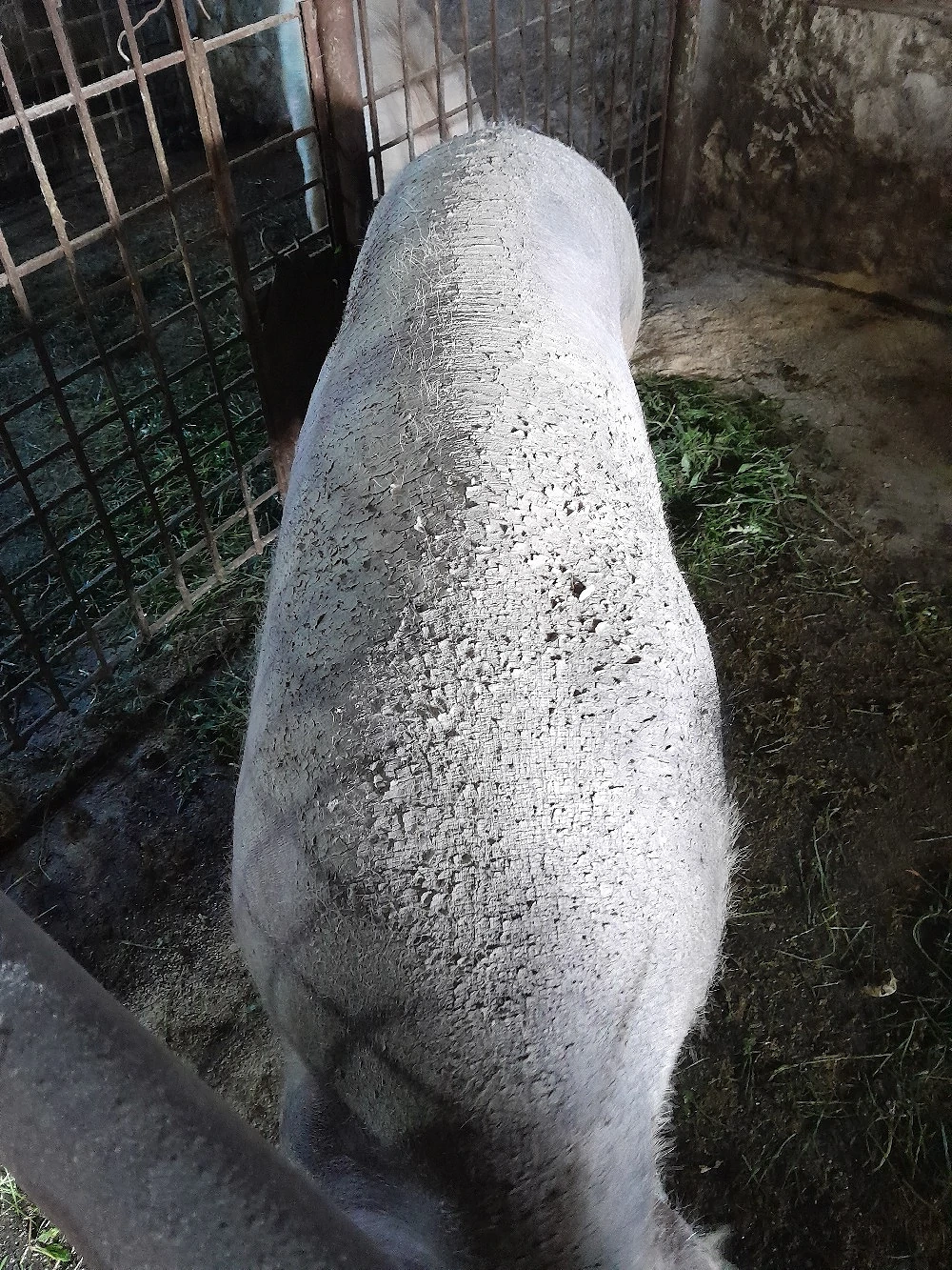 porc,scroafa pt.sacrificat 200kg +_