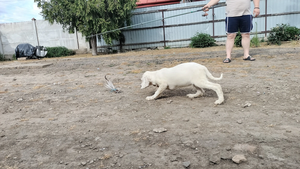 Setter englez 2 femele și 3 masculi 