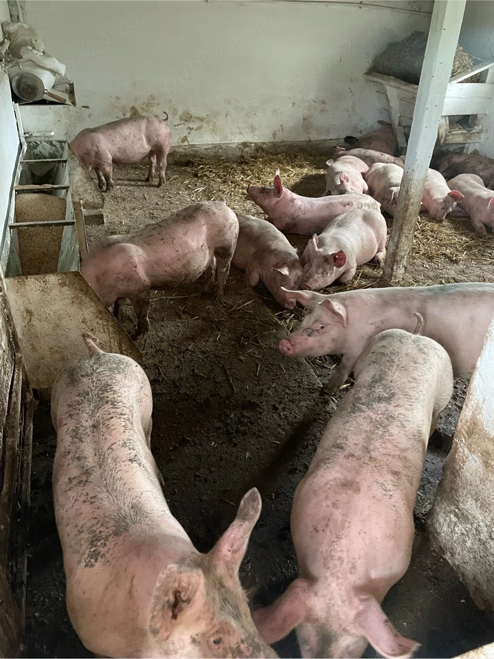de vanzare stoc limitat 18 buc la 60 de kg 