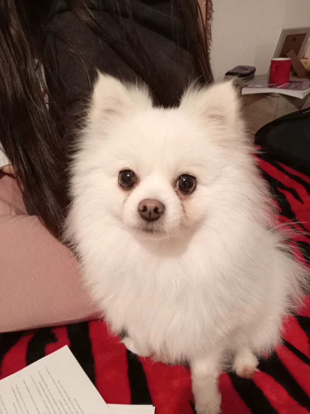 Pomeranian de vanzare