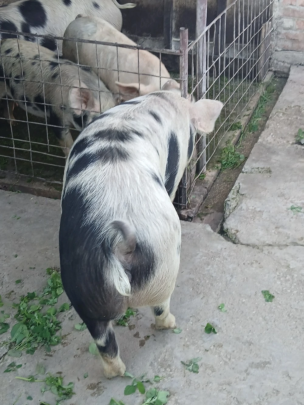 Porc de vanzare