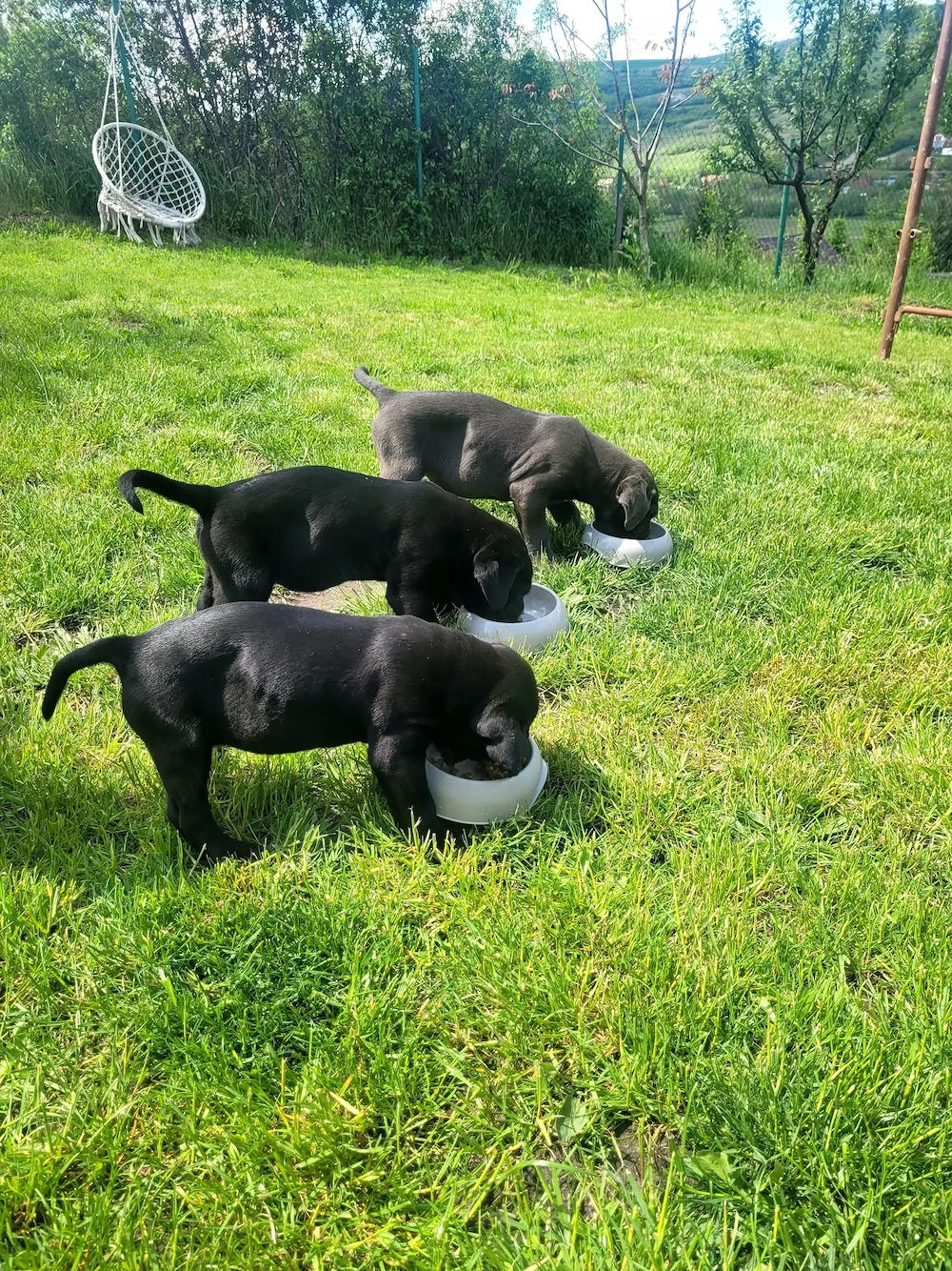 Catei adorabili