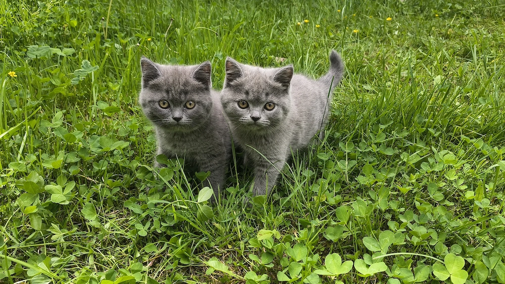 2 fetițe British shorthair blue