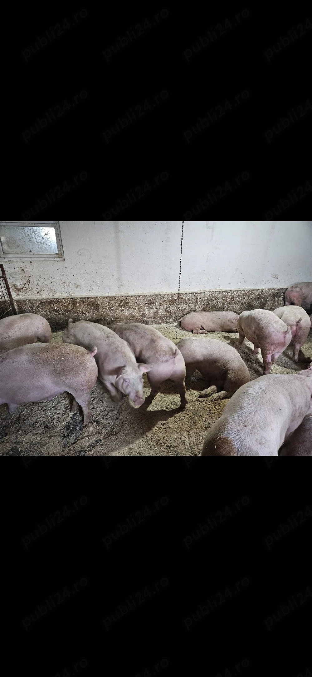 Vand porci 100-200kg