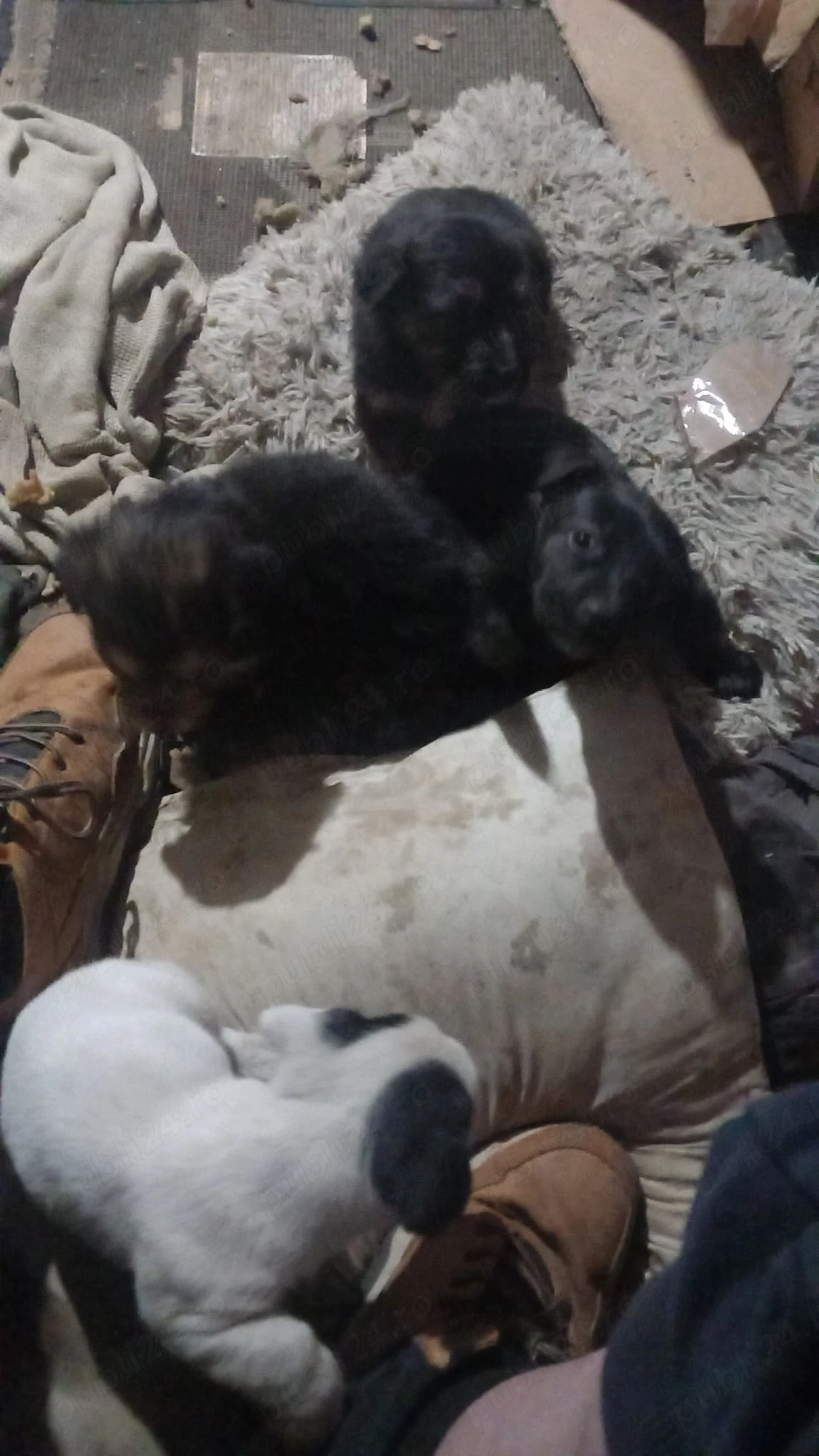 Donam cățeluși 6 săptămâni la familii iubitoare .