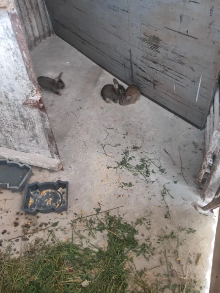 vand iepurasi mancaciosi