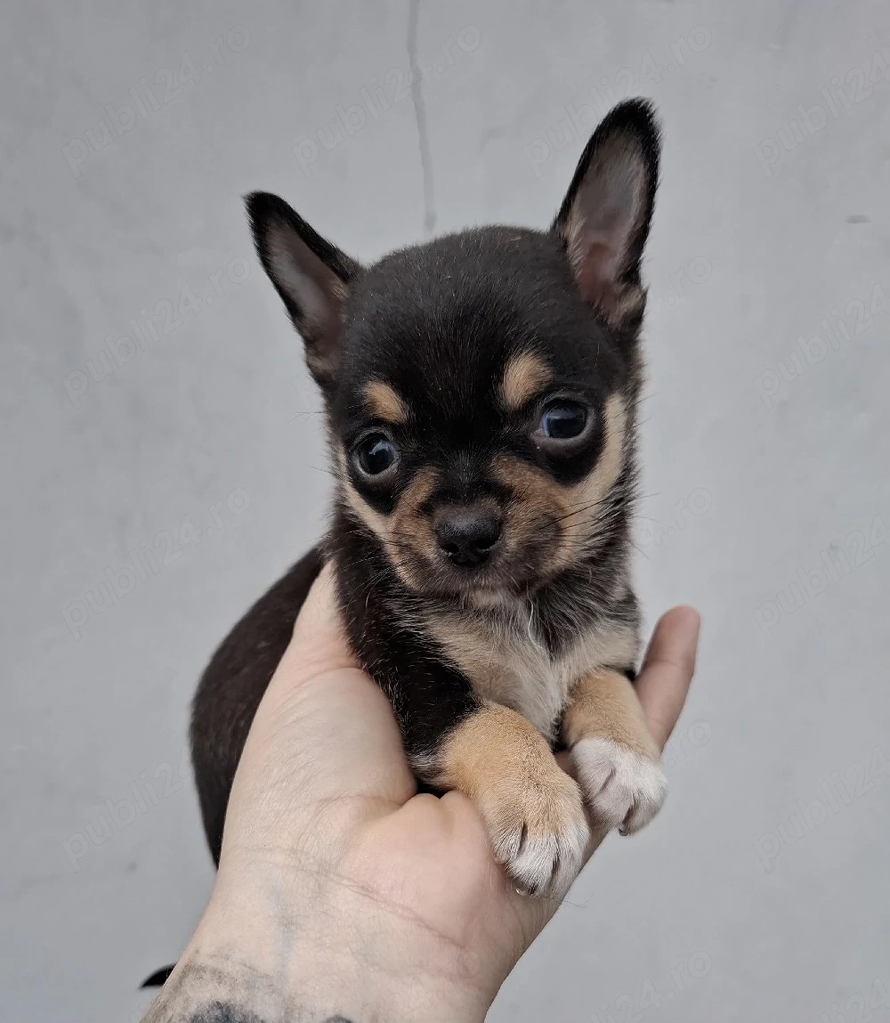 chihuahua    mascul