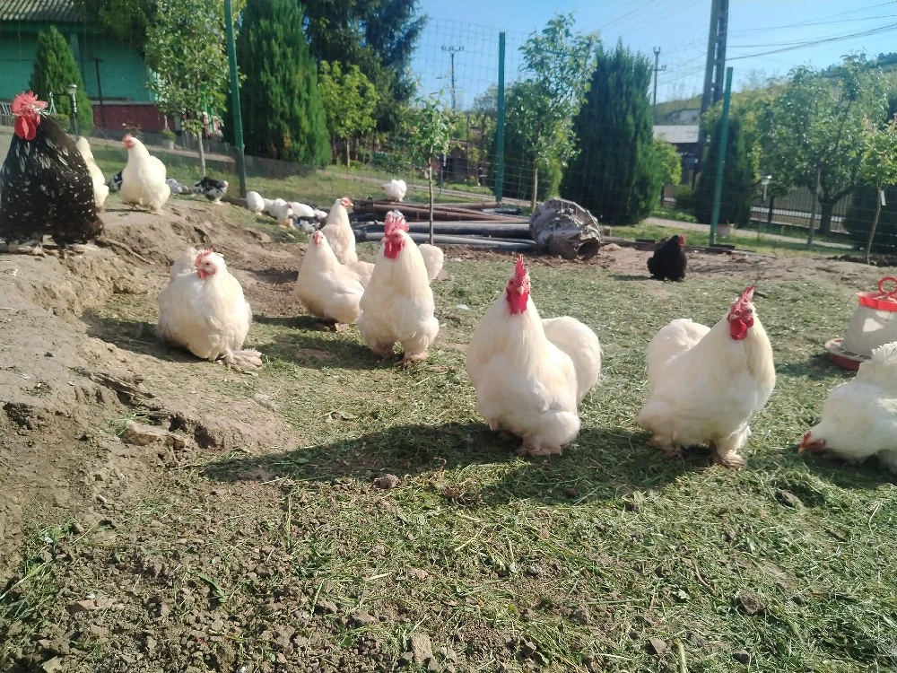 Cocos Cochinchina pitic alb 